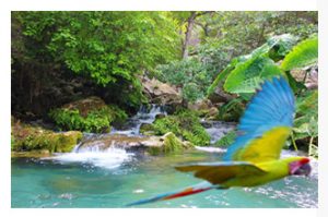 Jaumave, Tamaulipas, santuario de las guacamayas Ara Militaris.