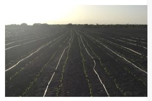 Mediante el componente Tecnificación de Riego, que corresponde al Programa Fomento a la Agricultura, se promueve el establecimiento de sistemas de riego a nivel parcelario para incrementar la eficiencia.